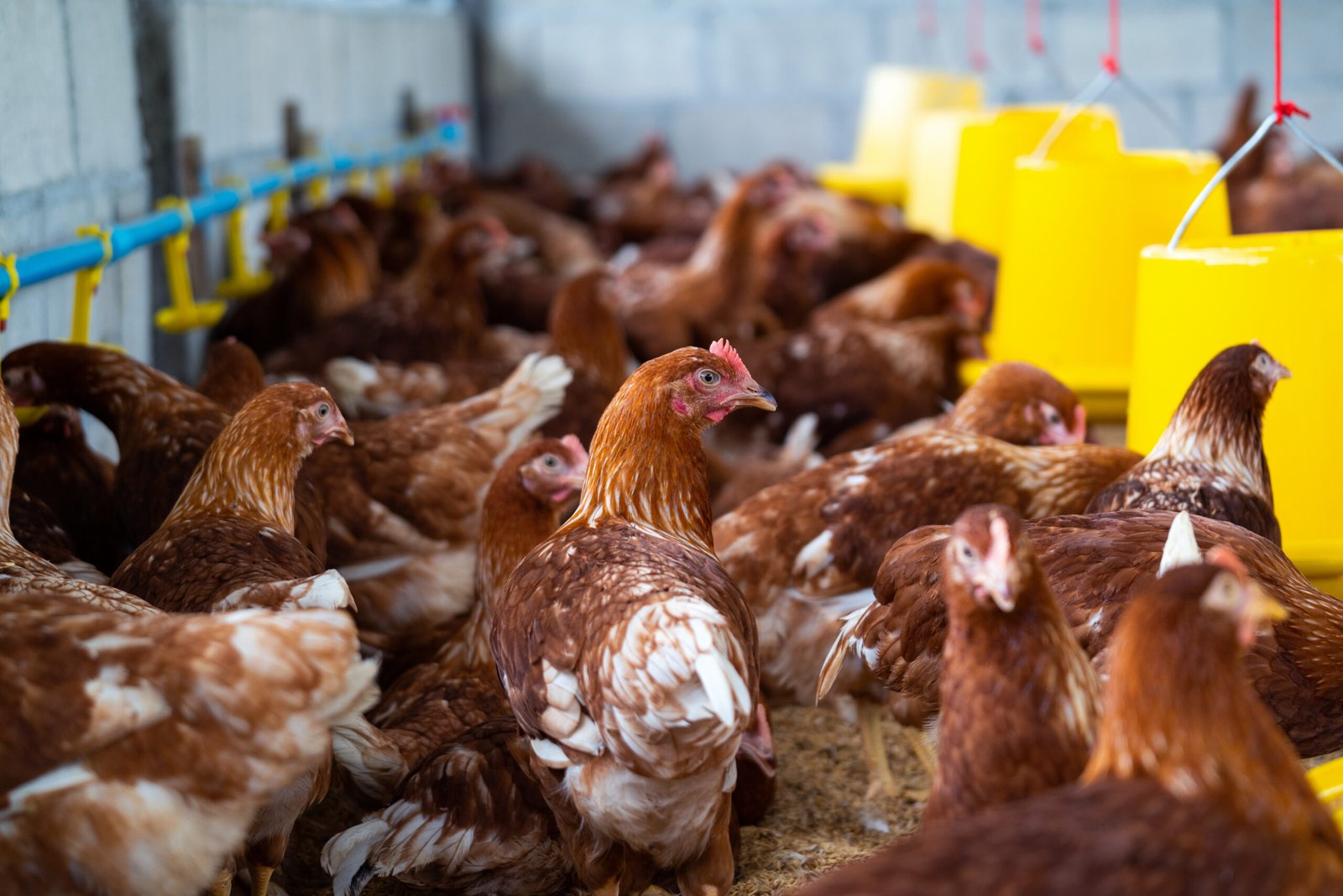 brown-chickens-farm