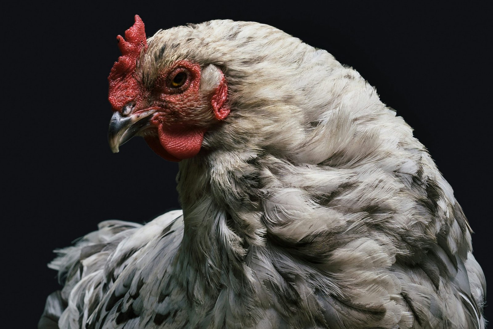 hen