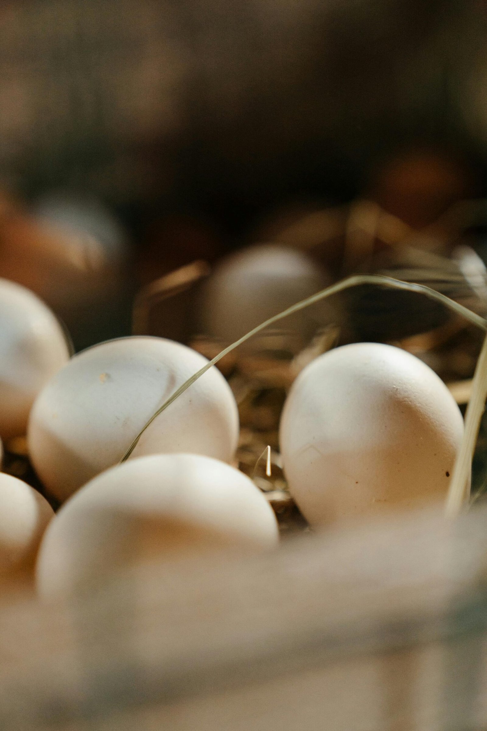 eggs